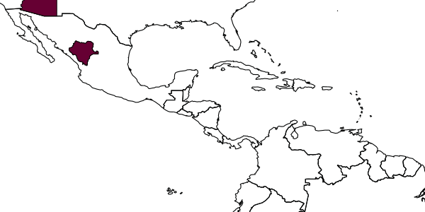 map of Amphibolips niger     Beutenmueller, 1911